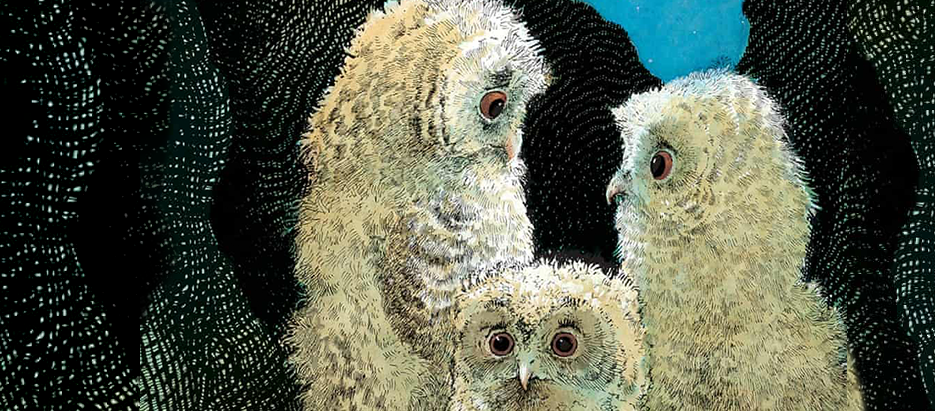 Zeichnung von Waddell: Drei Eulenkinder in der Baumhöhle
